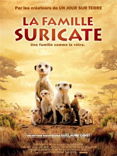 Surikati / Meerkats